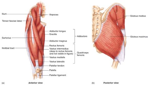 Gracilis, obturator externus, adductor brevis, adductor longus and adductor magnus. Lower Limb Muscles