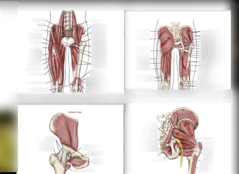 Hip Muscles Diagram Quizlet