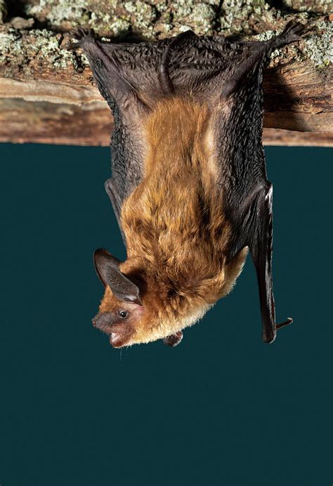 Big Brown Bat Photograph By Ivan Kuzmin Fine Art America
