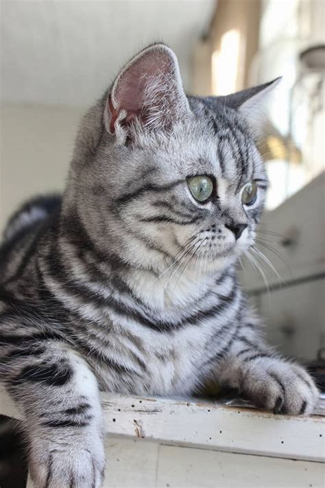 To read the history click here. BRITISH SHORTHAIR BLACK SILVER TABBY