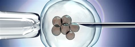 Embryo Glue Increases The Chances Of Pregnancy In Ivf