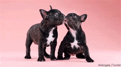 Cute Dog French Kiss Animated  Speak