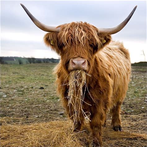 Highland Cattle On Pinterest Scottish Highlands Cattle And Vegan