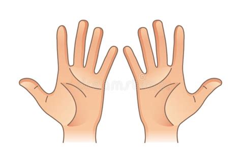 Human Body Parts Male And Female Hands Left And Right Stock Vector