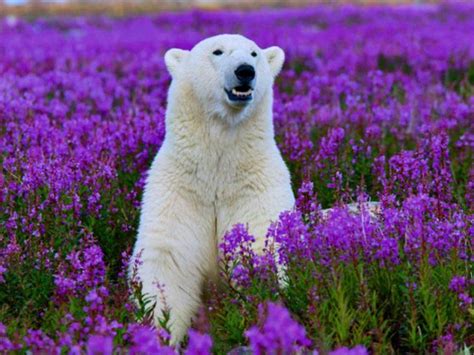 Polar Bears Enjoy Flowers Polar Bear Animals Beautiful Animals