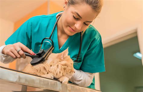 Cat Wellness Solutions: Desexing by VetMed in Eastern Suburbs