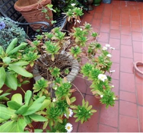 Last fall i bought a. GardenAtoZ - Latest Daisy - Garden A to Z