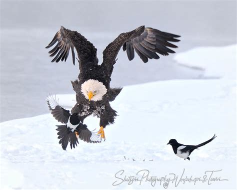 Bald Eagle Attacks Magpie Shetzers Photography