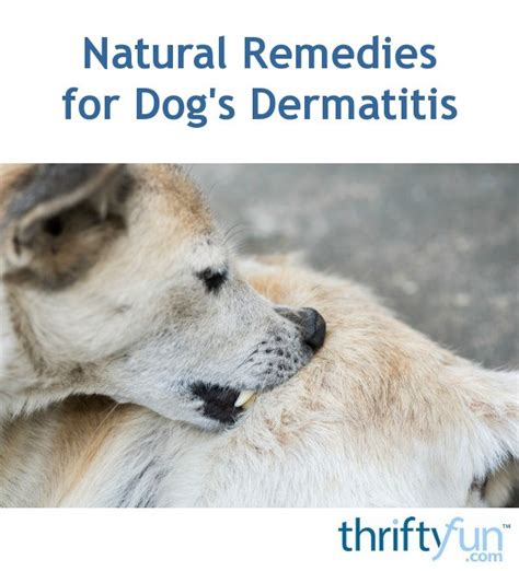 Natural Remedies For Dogs Dermatitis Thriftyfun