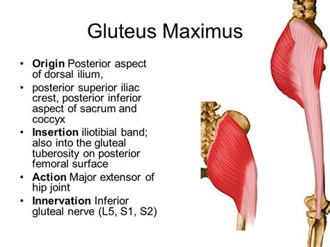 Pin On Muscle Origins And Insertions