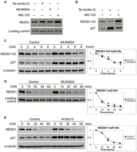 redd1 is not regulated by cullin e3 ubiquitin ligases a b download scientific diagram