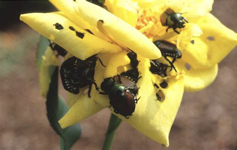 Japanese Beetles In The Nursery And Landscape Uga Cooperative Extension