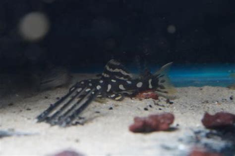 L082 Opal Spot Pleco Scobinancistrus Sp Dans Fish