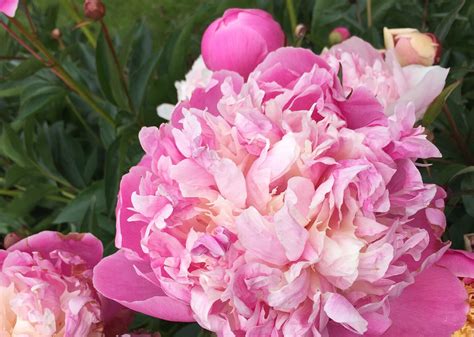 How To Grow Herbaceous Peonies The English Garden