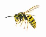 Photos of Yellow Jacket Wasp Facts