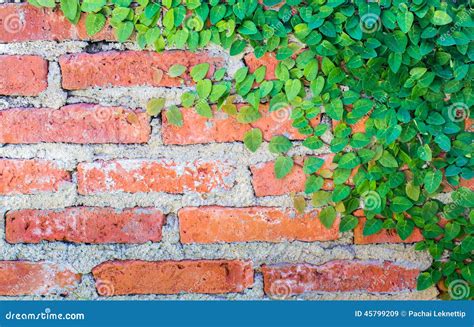 Brick Wall With Tree Stock Image Image Of Plant Life 45799209