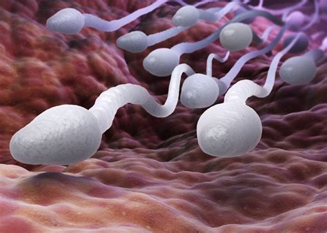 Sperm Sorting Device May Improve Ivf Success Spartan