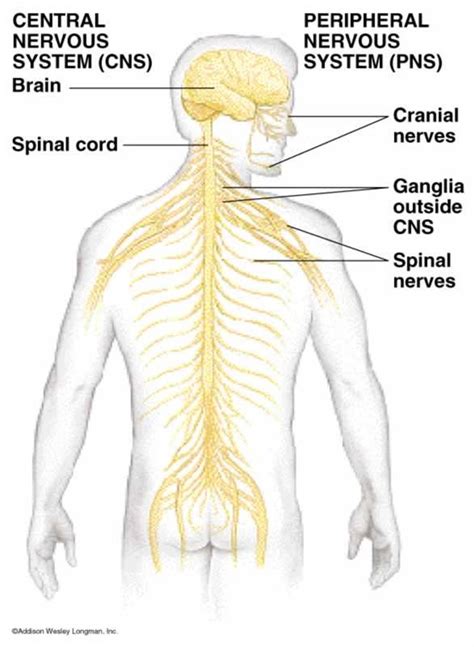 Cranial Nerves Central Nervous System