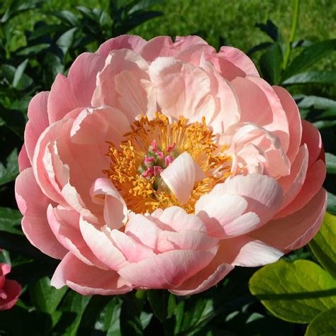 Peony Bulbs Coral Charm Flower Bulbs Eden Brothers