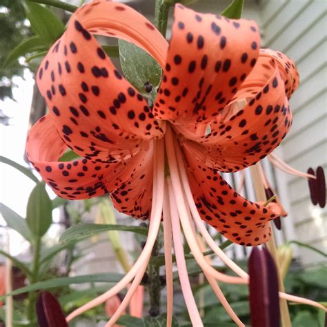 Lilium Lancifolium Lily Species Tiger Lily In Gardentags Plant