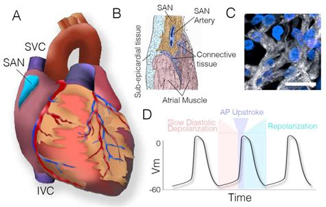 JCDD | Free Full-Text | Assembly of the Cardiac Pacemaking Complex