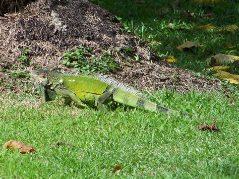 about iguana iguana guide iguana tips get acquainted with the green iguanas