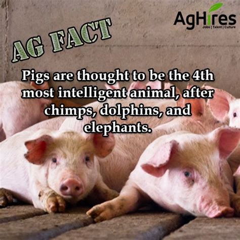 Get your fill of animal info with these amazing facts about creatures, from the tiny flea to the huge bison. Pin by AgHires on Agriculture Facts | Fun facts about animals, Fun facts for kids, Pig facts