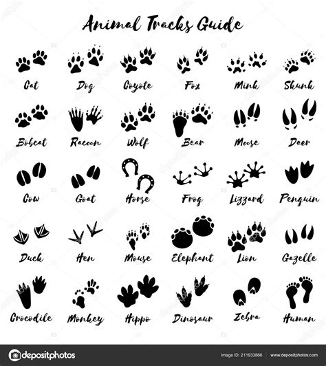 Animal Tracks Foot Print Guide Vector Stock Vector By ©mrswilkins 211933866