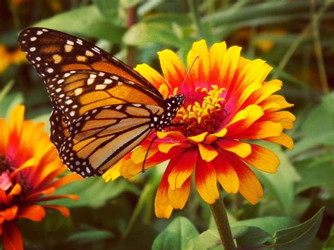 Butterfly Flowers Offer A Beautiful And Colorful Garden In All Seasons