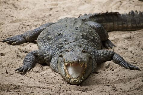 7 Crocodilian Species That Are Dangerous To Humans Britannica