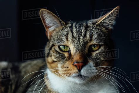 Cat Looking Directly Into Camera With Smug Face Stock Photo Dissolve