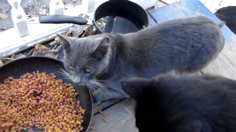 Taming A Feral Cat 2 Youtube