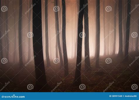 Surreal Forest With Fog And Green Foliage Royalty Free Stock Image