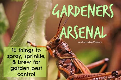 Maybe you would like to learn more about one of these? The Gardener's Arsenal - 10 Things to Spray, Sprinkle & Brew for Garden Pest Control