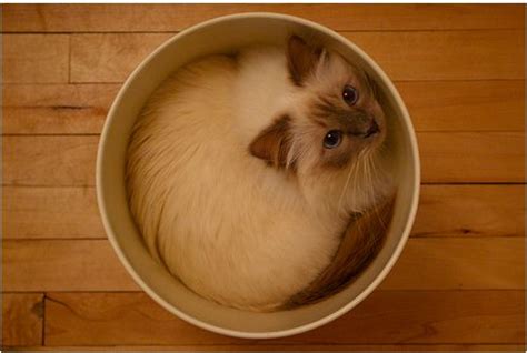 Stealth Cat 2 Bowl Cats Of The World Pinterest