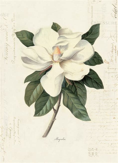 Vintage Botanical Magnolia On French Ephemera Print 8x10 P40 Etsy