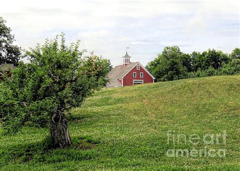 Apple Orchard And Red Barn In June New Hampshire Janice Drew