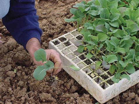 Transplant Organic Soil Preparation Planting Britannica
