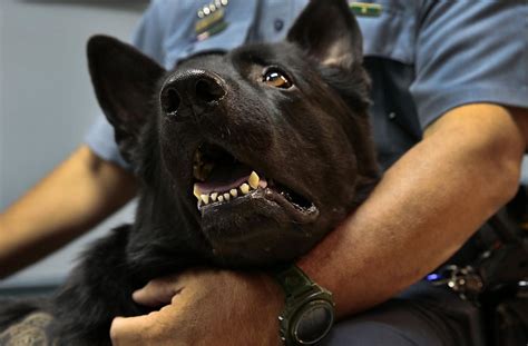 When A Police Dog Needed Titanium Tooth Crowns Ferguson Veterinarians