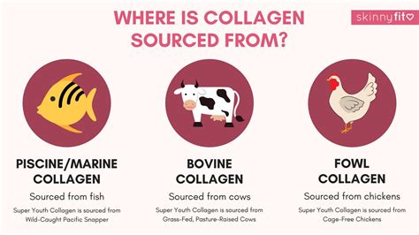 What Are Collagen Peptides 5 Things You Need To Know