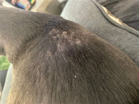 Does Anyone Know What This Skin Rash Thing On My Dog Is Dog Forum