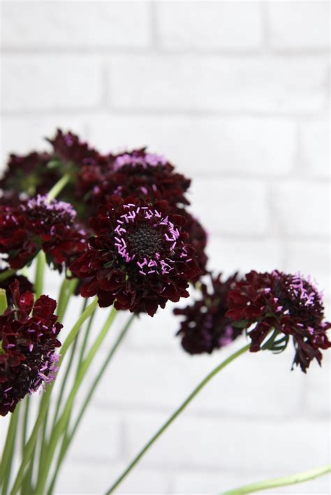 Blackberry Scabiosa Flower By Lily And May Plum Wedding Flowers