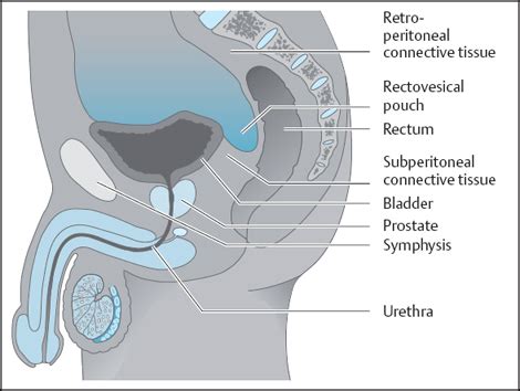 Anatomy and Physiology of the Pelvic Floor | Musculoskeletal Key