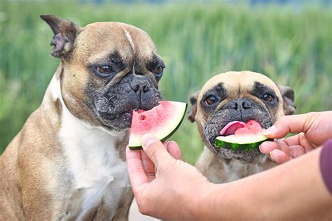 ¿los Perros Comen Fruta ¡descubre Cuáles Son Los Beneficios Y Cuáles