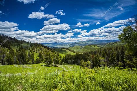 Beautiful Landscape Of Meadow And Forest In Mountains — Stock Photo