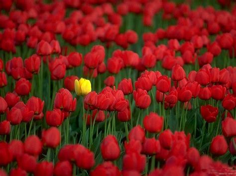 62 Red Tulips Wallpaper