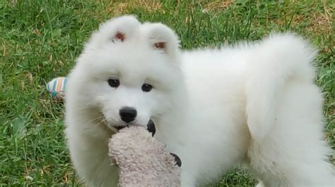 Samoyed Puppies For Sale In Florida
