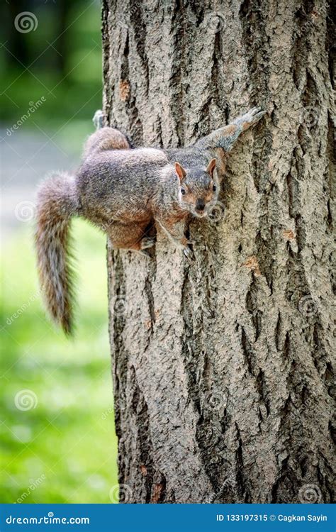 Eastern Gray Tree Squirrel Holding To A Tree Stock Image Image Of