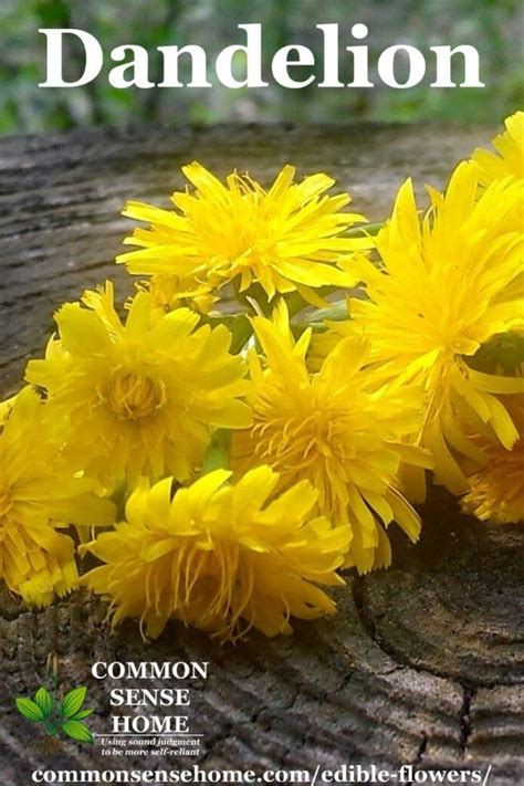 Mar 02, 2011 · we made some home made finger paint today and had great fun with our little group of mums and tots with babies as young as 6 months getting involved in the action! Edible Flowers List with Flower Names and Pictures