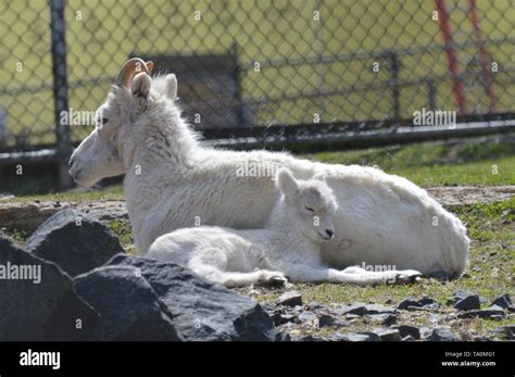 Mother And Baby Dall Sheep Stock Photo Alamy